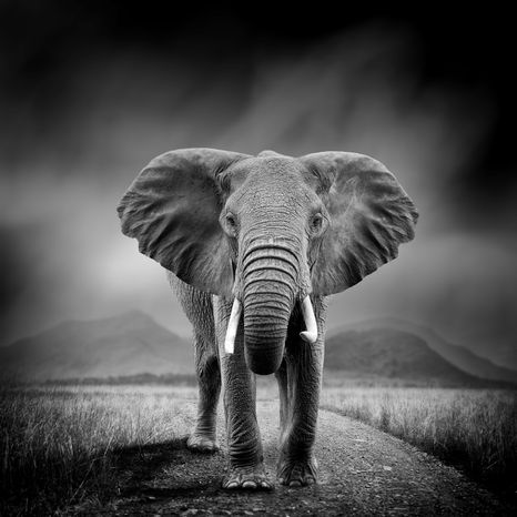 Dekoračná tabuľa Adora - little elephant, 50x50cm